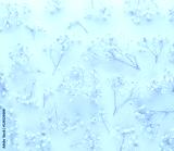 preview cold