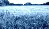 preview cold