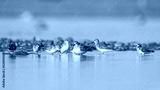 preview cold