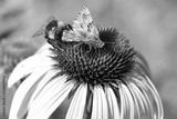 preview bw