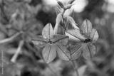 preview bw