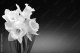 preview bw