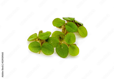 image to crop