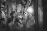 preview bw