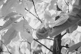 preview bw