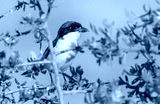 preview cold