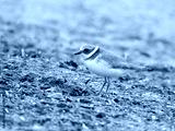 preview cold