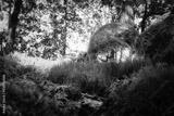 preview bw