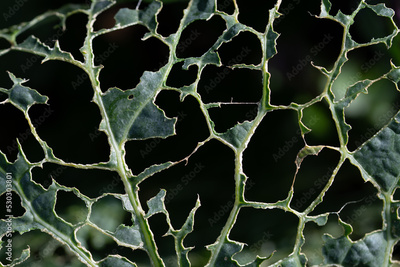 image to crop