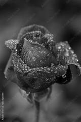 preview bw