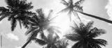 preview bw