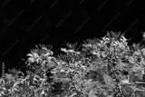 preview bw