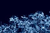preview cold