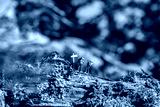 preview cold