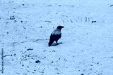 preview cold