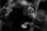 preview bw
