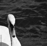 preview bw