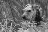 preview bw