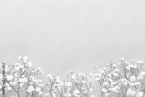 preview bw