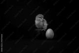preview bw