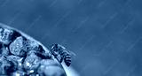 preview cold