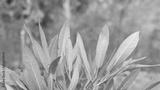 preview bw