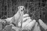 preview bw