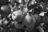 preview bw