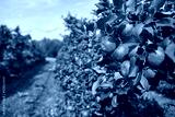 preview cold