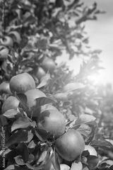 preview bw