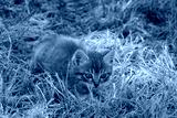 preview cold