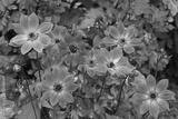 preview bw