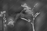 preview bw