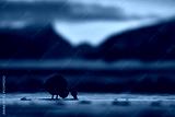 preview cold