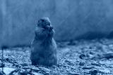preview cold