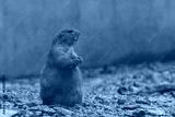 preview cold