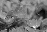 preview bw