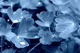 preview cold