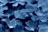 preview cold