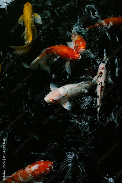 image to crop