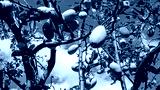 preview cold