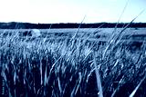 preview cold