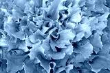 preview cold