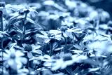 preview cold