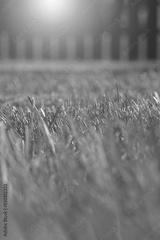 preview bw