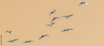 image to crop