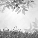 preview bw