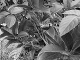 preview bw