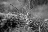 preview bw
