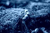 preview cold